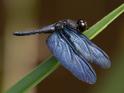 Zenithoptera fasciata (Amazon Sapphirewing)-6.jpg